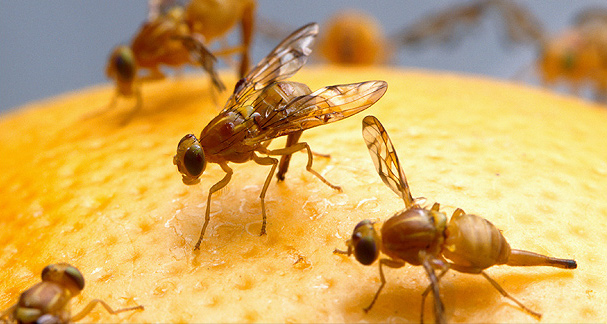 Mexican fruit flies on orange